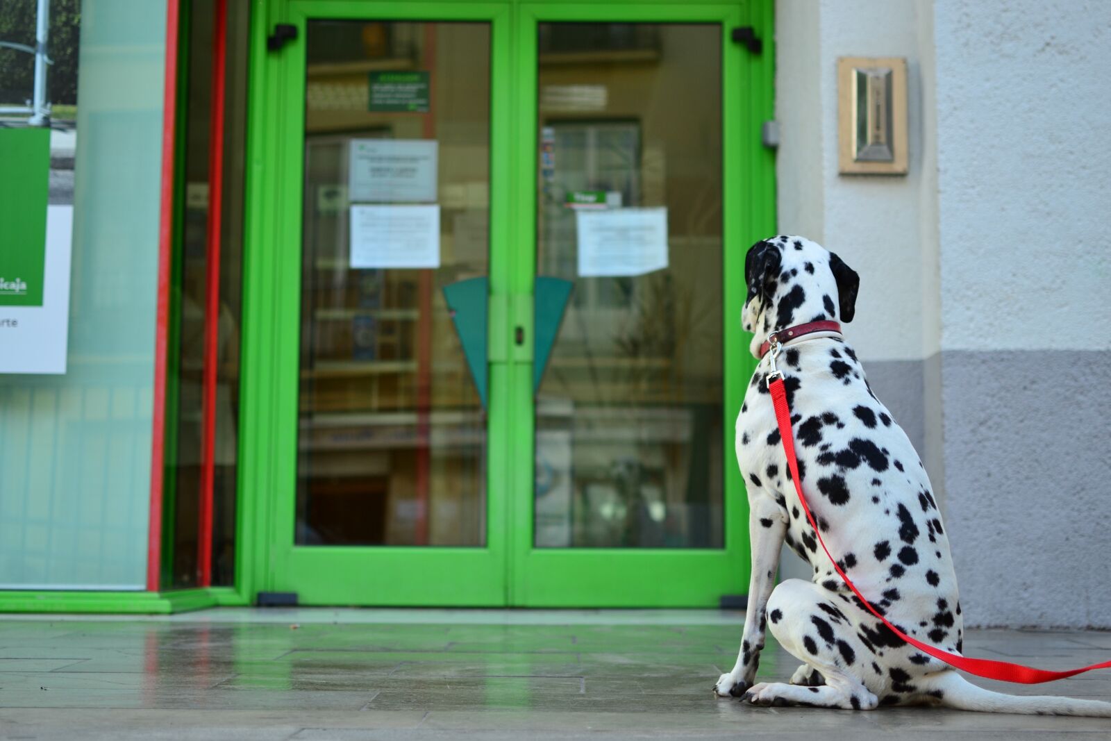 Nikon D3100 sample photo. Dog, green, door photography