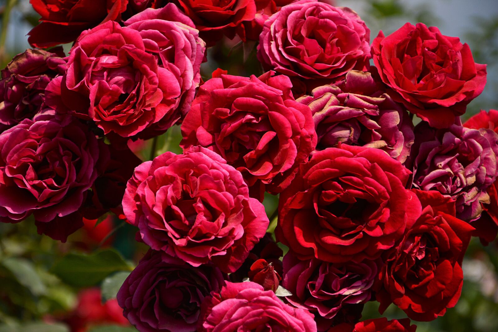 Nikon D7100 sample photo. Flower, plant, rose photography