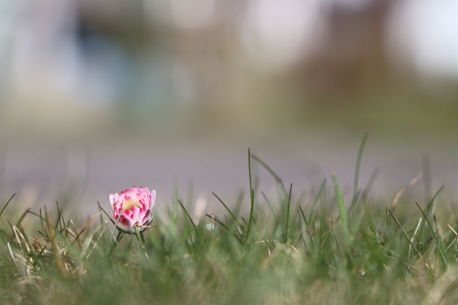 Canon EF-S 18-135mm F3.5-5.6 IS USM sample photo. Flower, pink, meadow photography