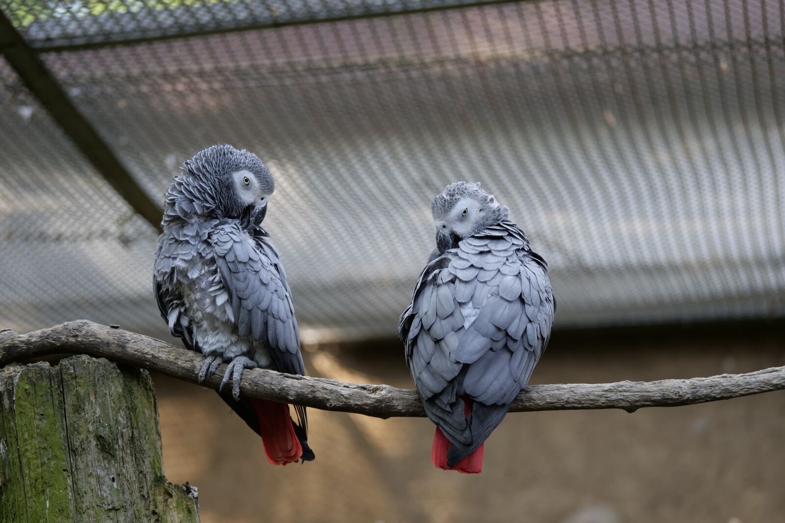 Panasonic Lumix DC-G9 sample photo. Parrot, couple, birds photography