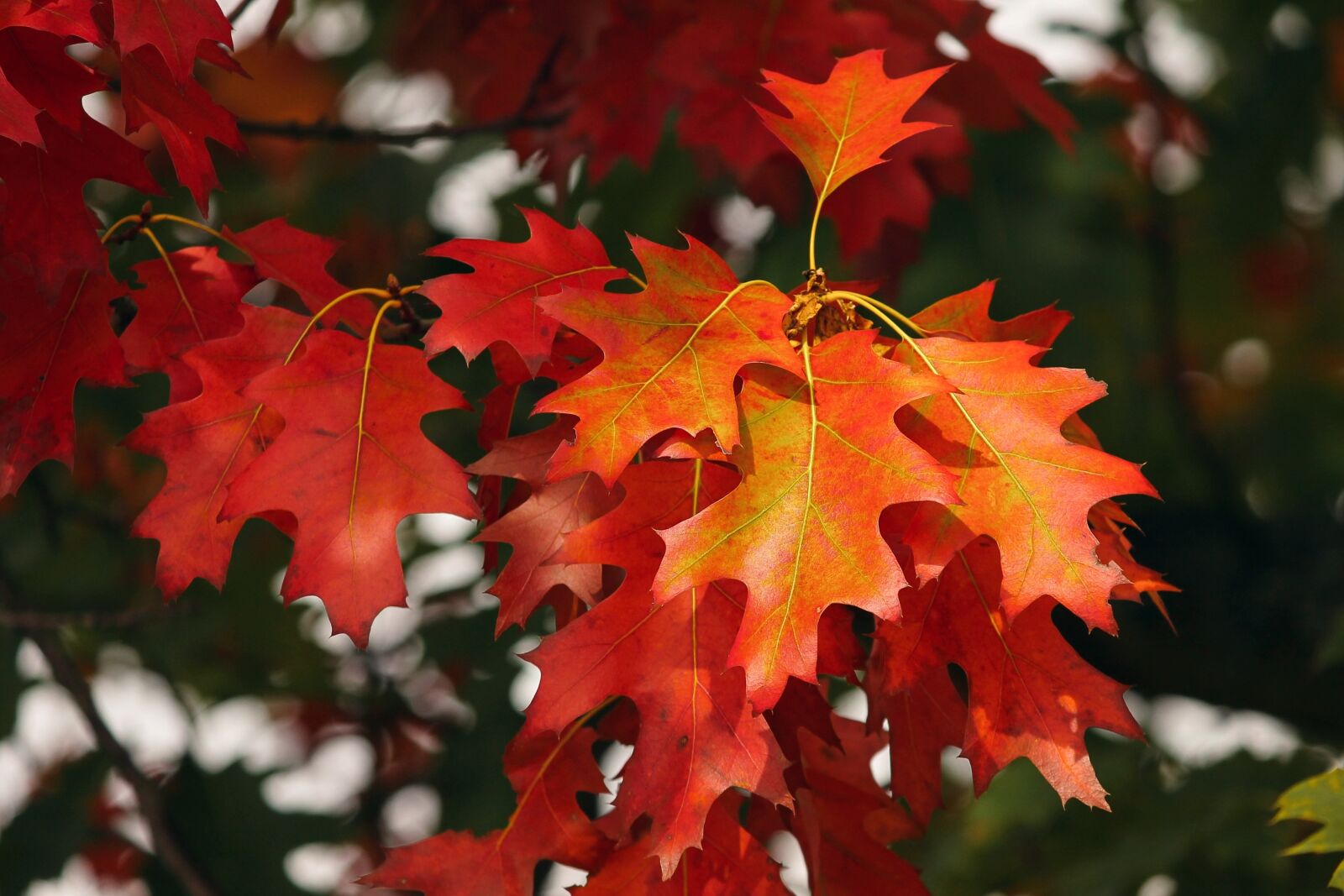 Canon EOS 1100D (EOS Rebel T3 / EOS Kiss X50) sample photo. Fall foliage, leaves, colorful photography
