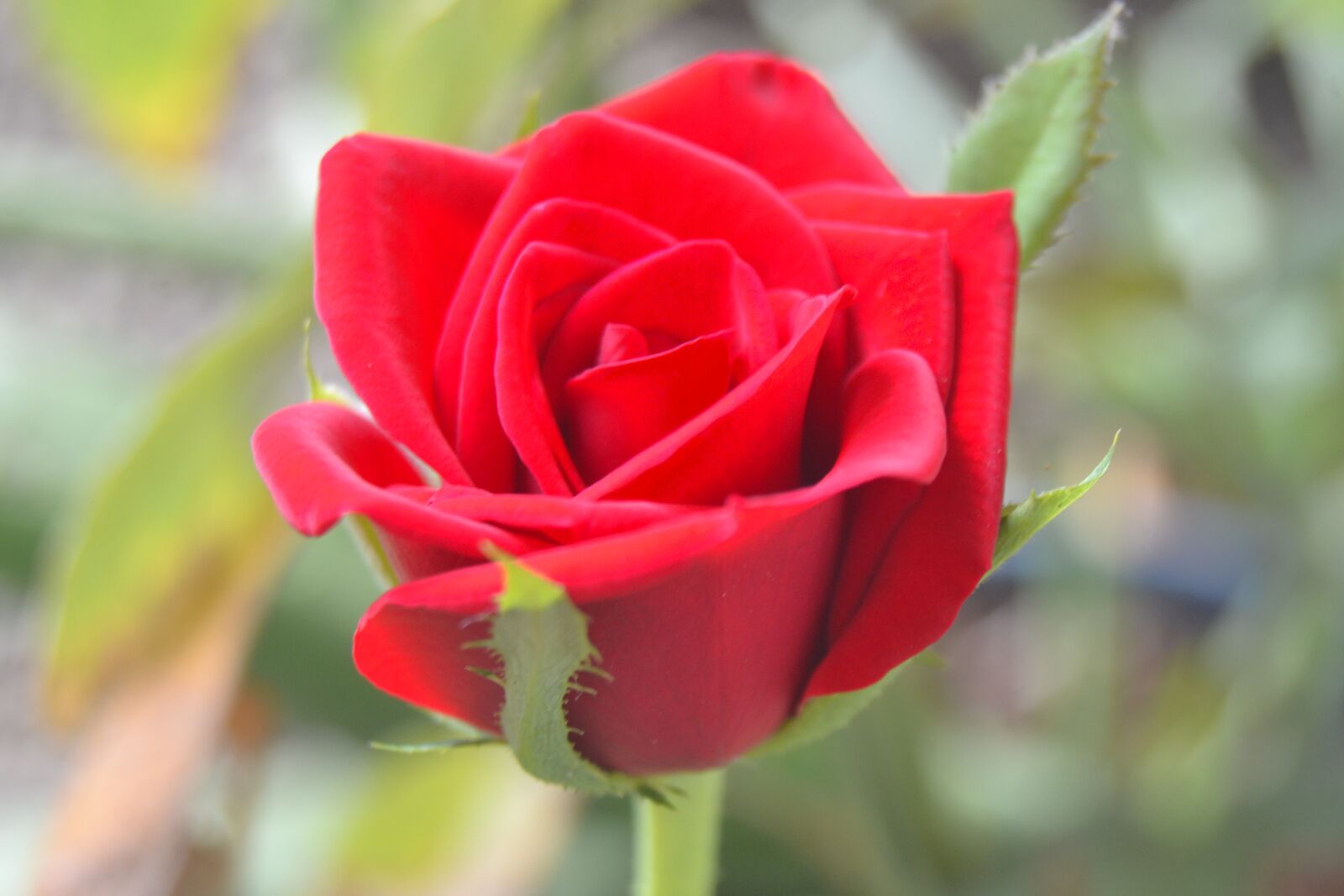 Nikon D3100 sample photo. Rose, flower, red photography