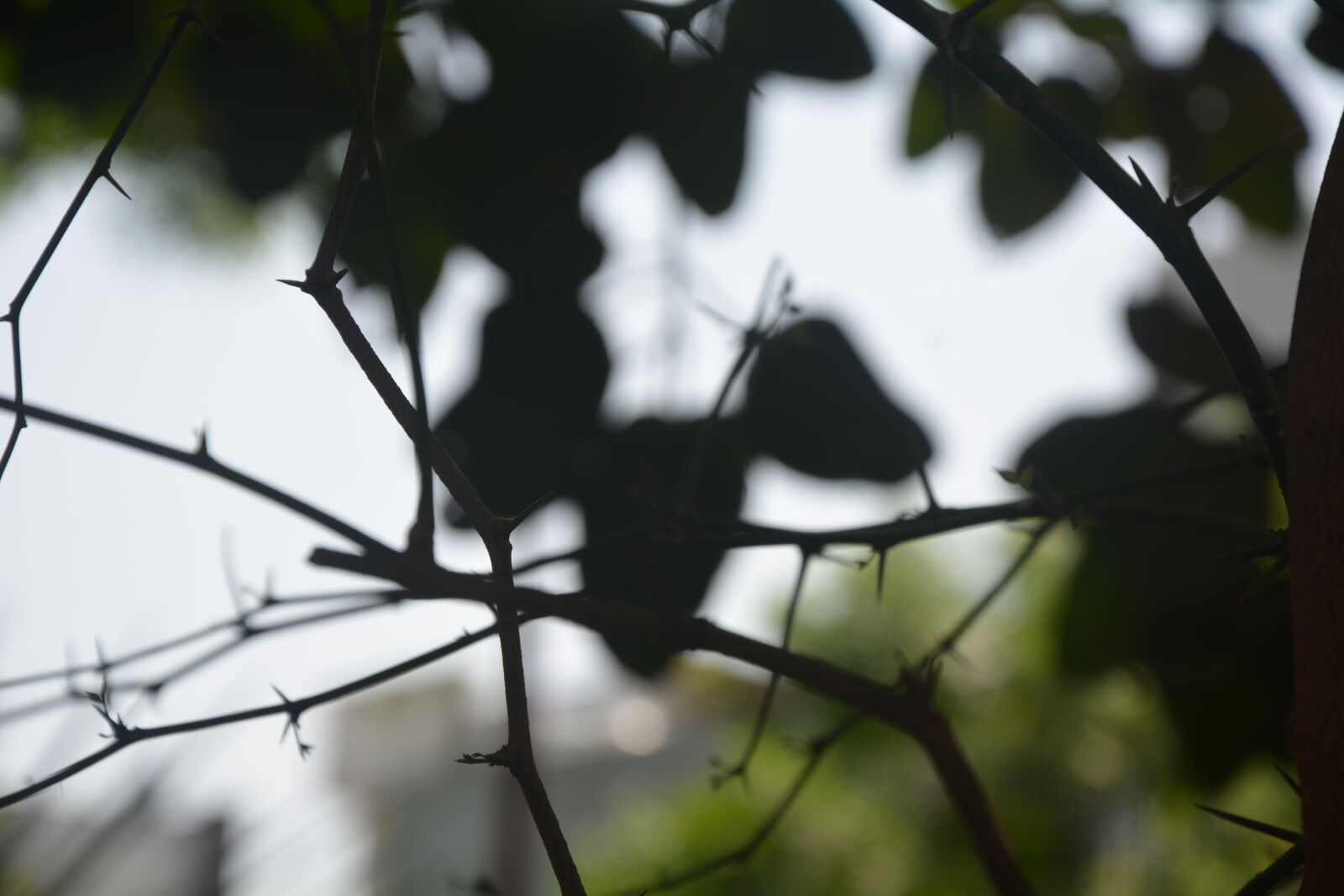 Nikon D5200 sample photo