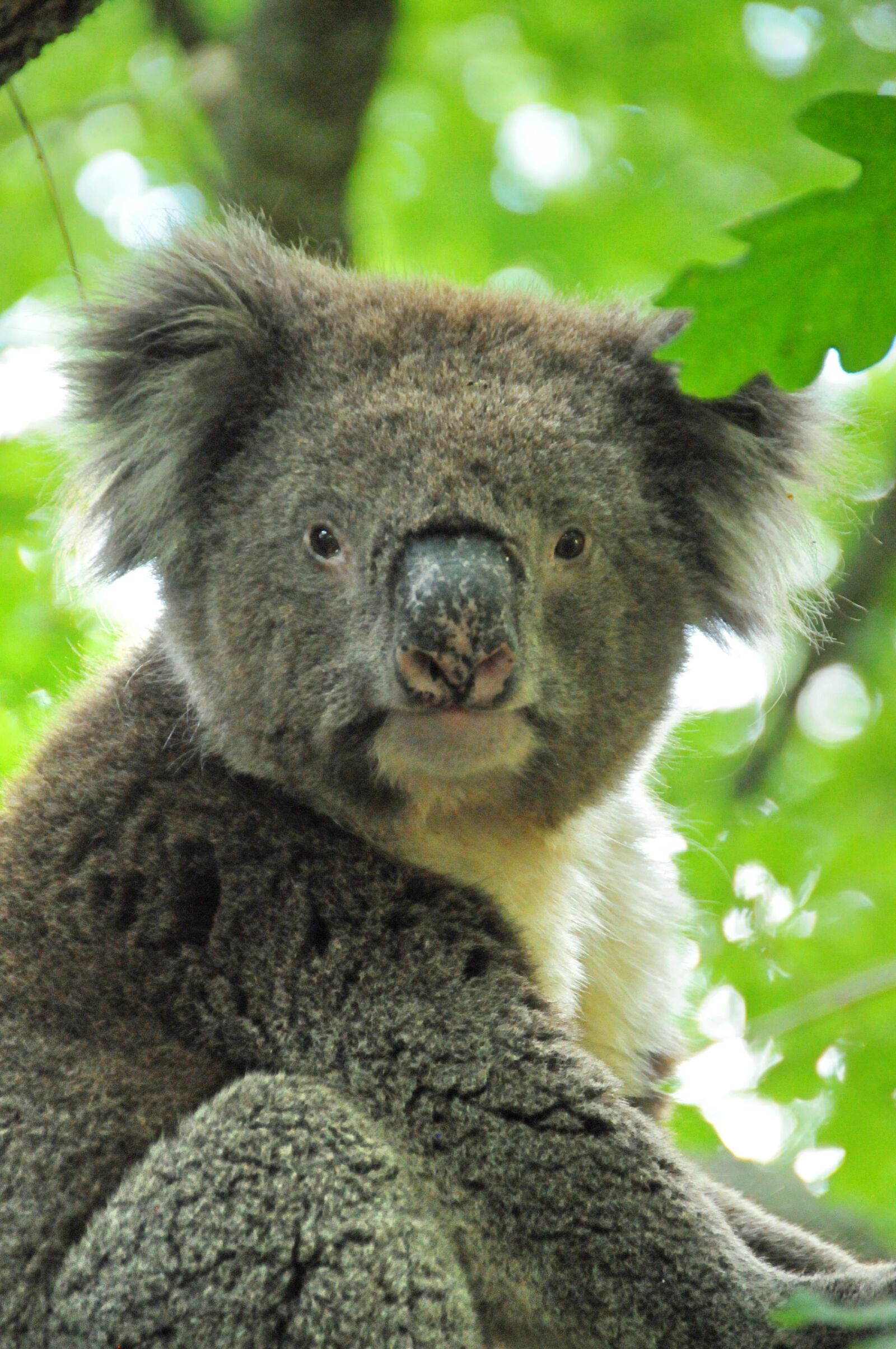 Nikon D300 sample photo. Koala, marsupial, australia photography
