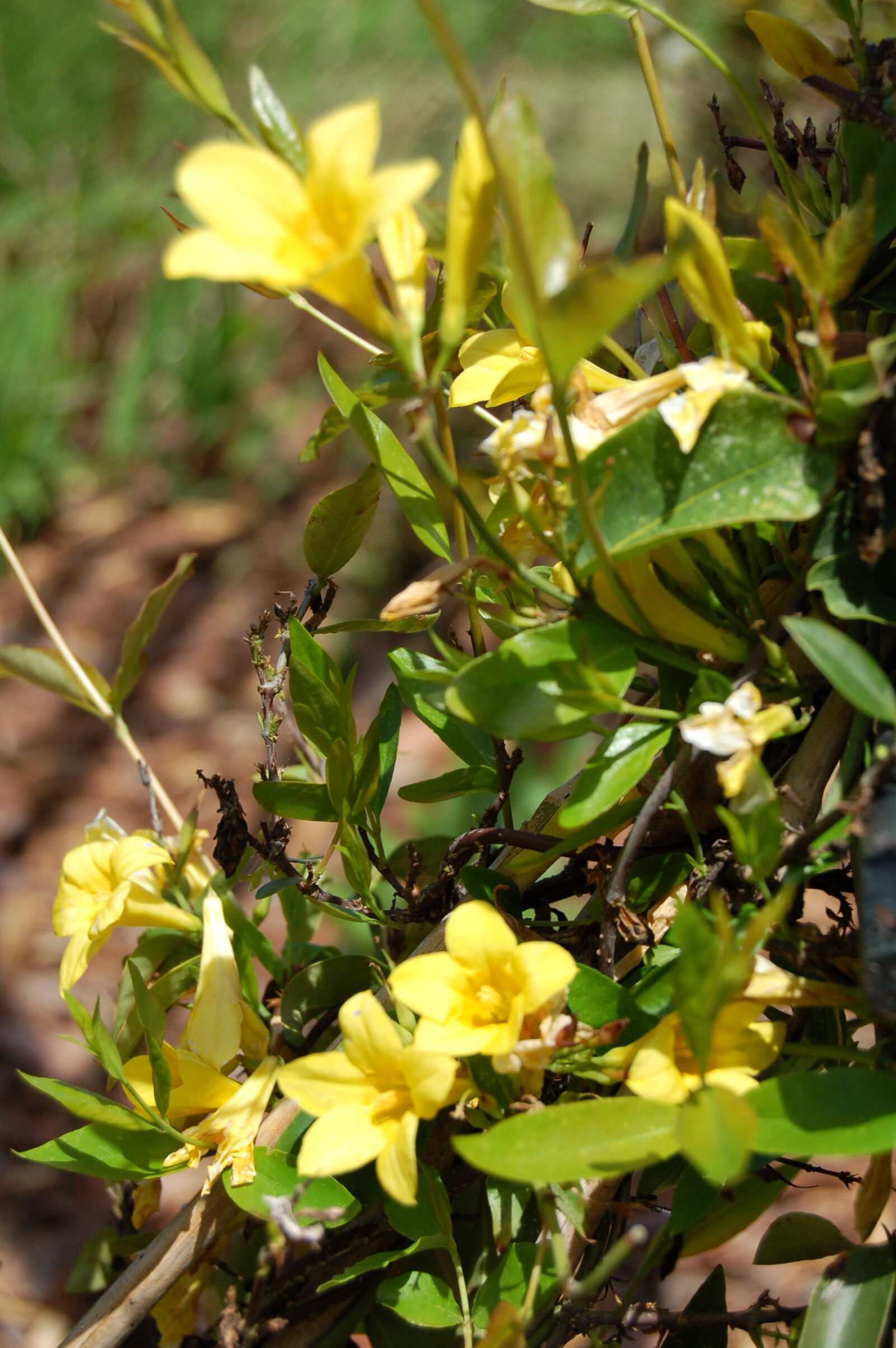 Nikon D50 + AF-S DX Zoom-Nikkor 18-55mm f/3.5-5.6G ED sample photo. Flower, flowers, garden, yellow photography