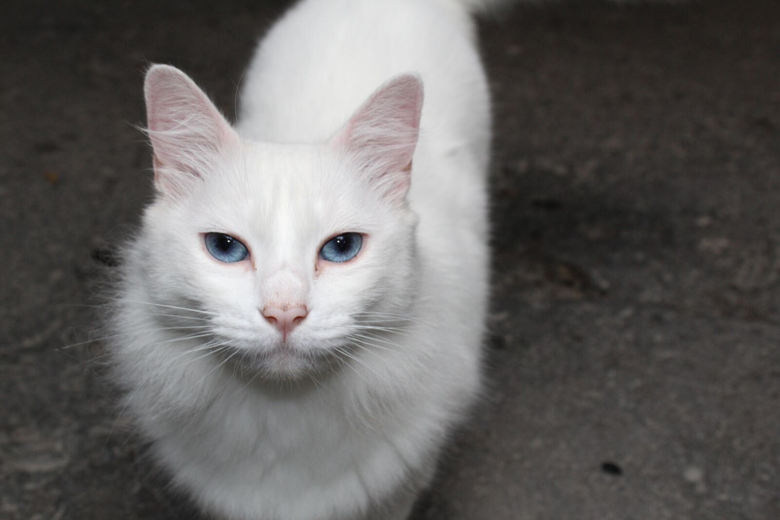 Canon EOS 1300D (EOS Rebel T6 / EOS Kiss X80) sample photo. Cat, feline, animals photography