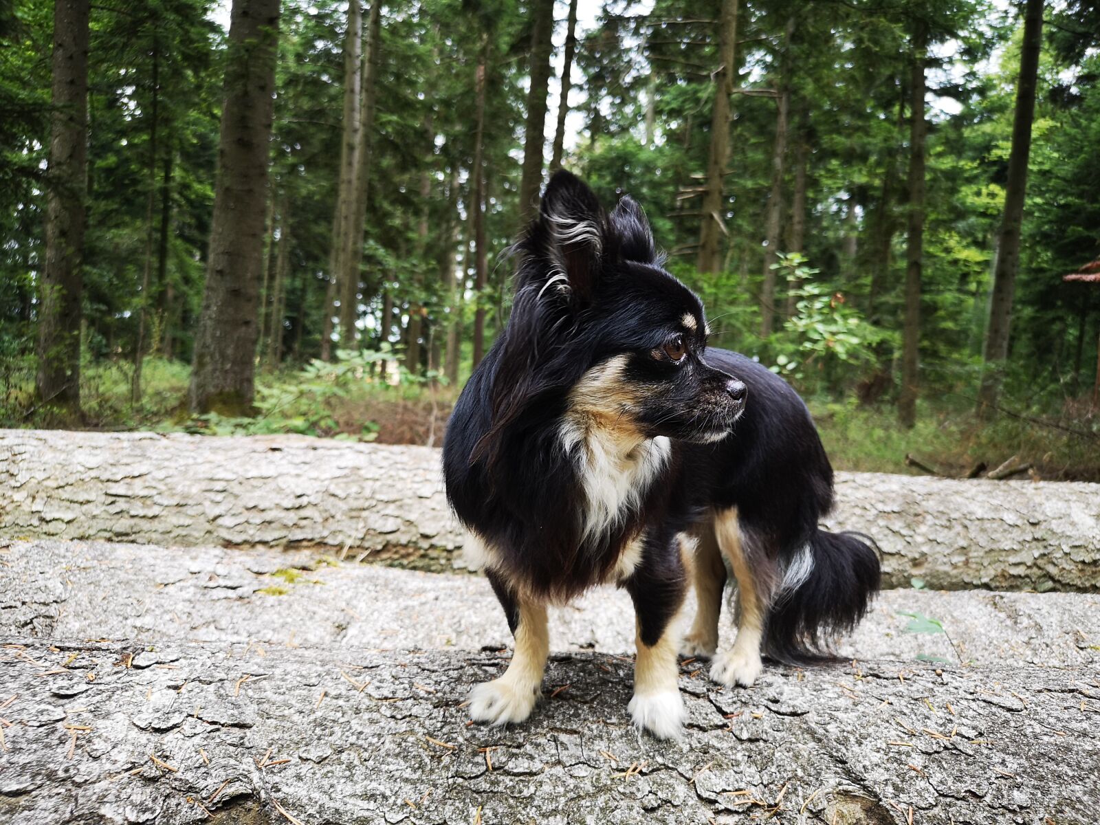 HUAWEI CLT-L29 sample photo. Dog, chihuahua, forest trunk photography