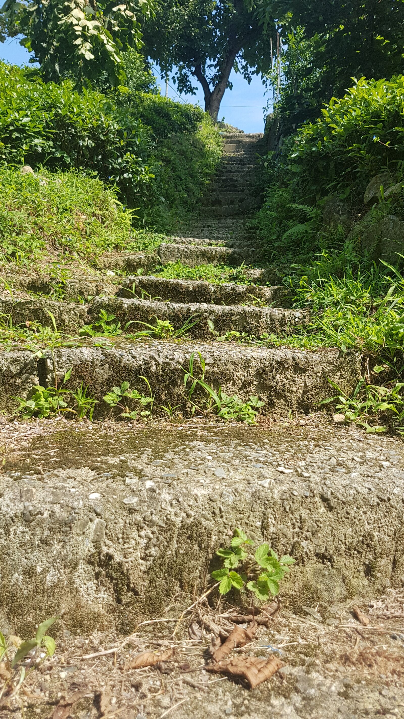 Samsung Galaxy S7 Edge sample photo. Nature, green, peace photography
