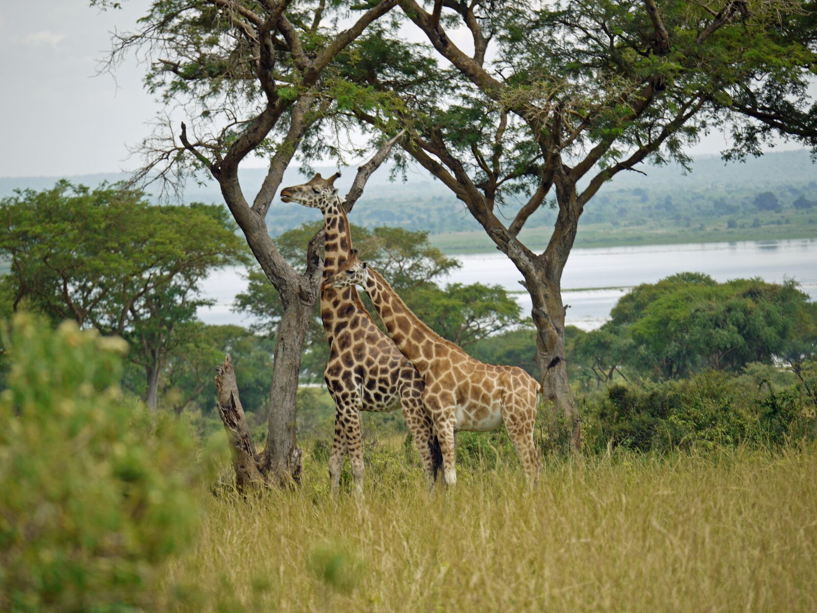 Panasonic Lumix DMC-G1 sample photo. Giraffes, rothschild-giraffes, uganda photography