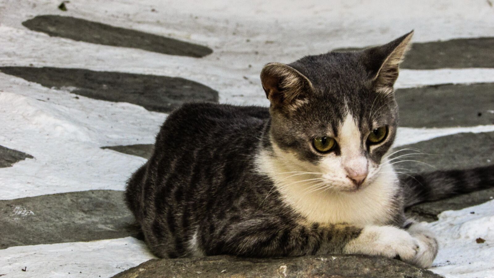 Canon PowerShot SX400 IS sample photo. Cat, young, kitty photography