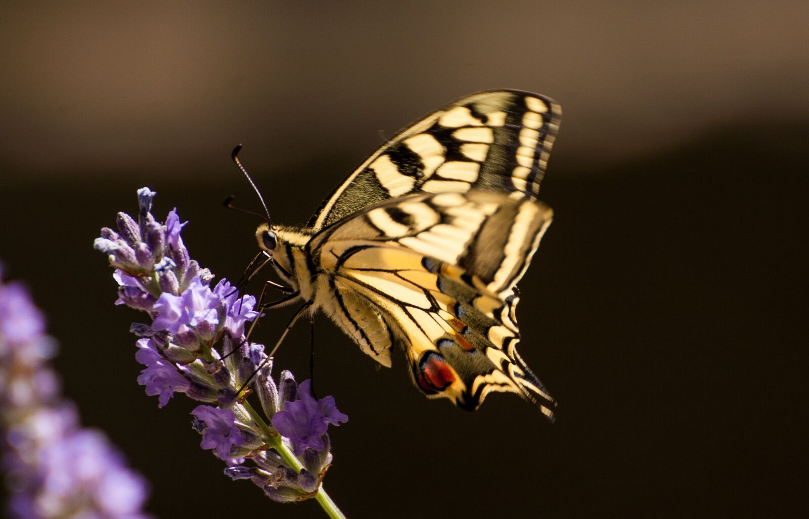 Canon EOS 450D (EOS Rebel XSi / EOS Kiss X2) sample photo. Butterfly, insect, nature photography