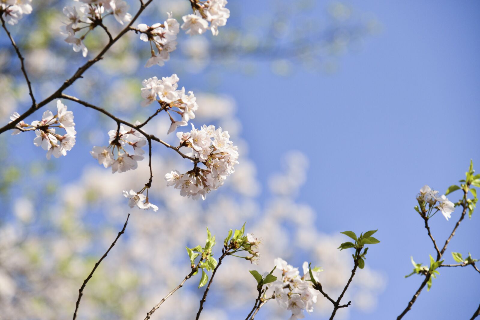 Nikon D800 sample photo. Cherry blossom, spring, flowers photography