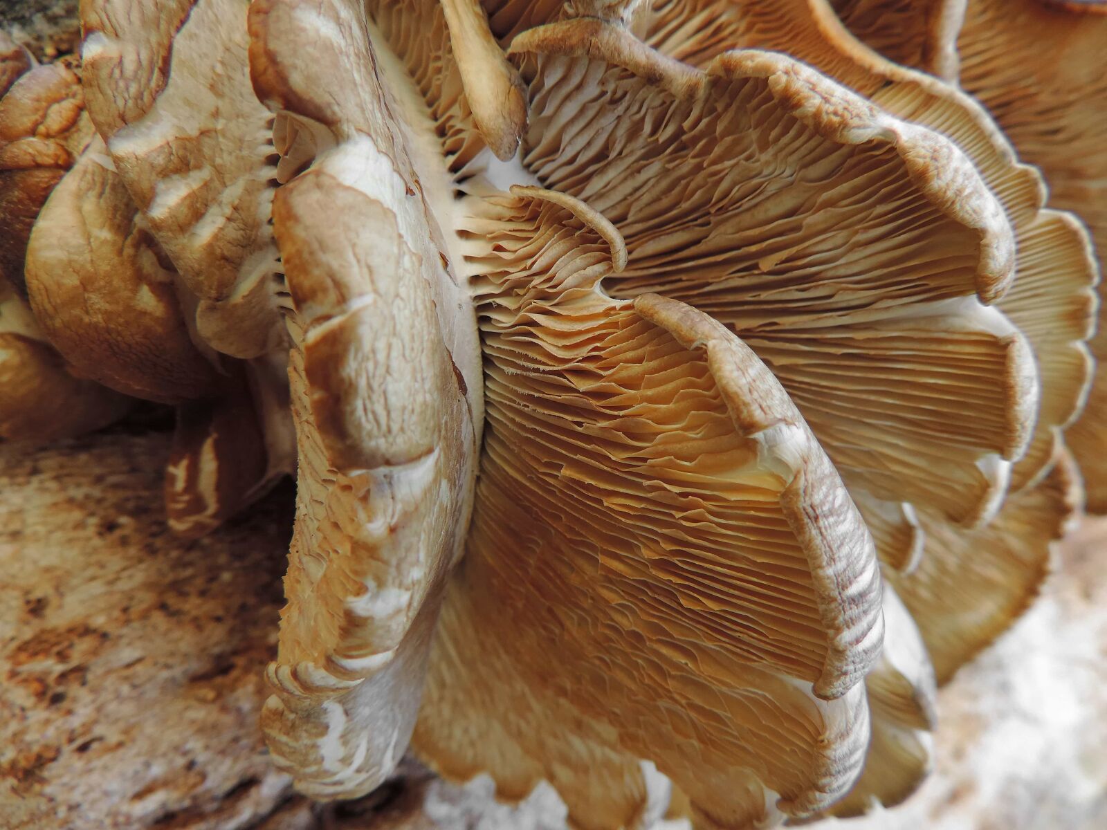 Nikon Coolpix P520 sample photo. Mushroom, fungus, organism, nature photography