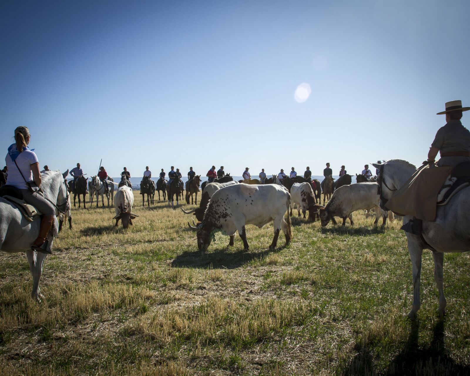 Canon EOS 7D sample photo. Oxen, horses, running of photography