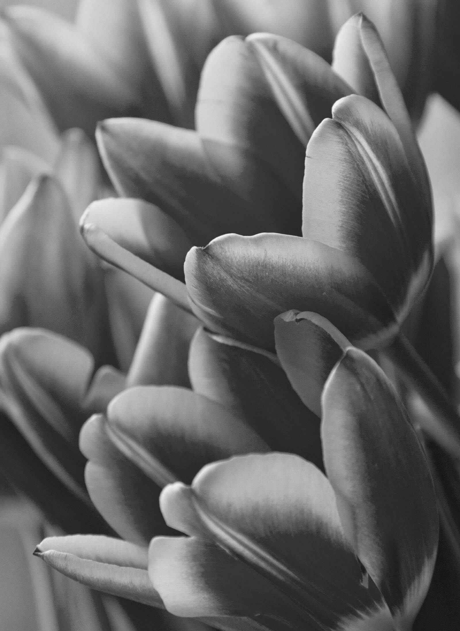 Canon EOS 7D sample photo. Tulip, mono, flower photography