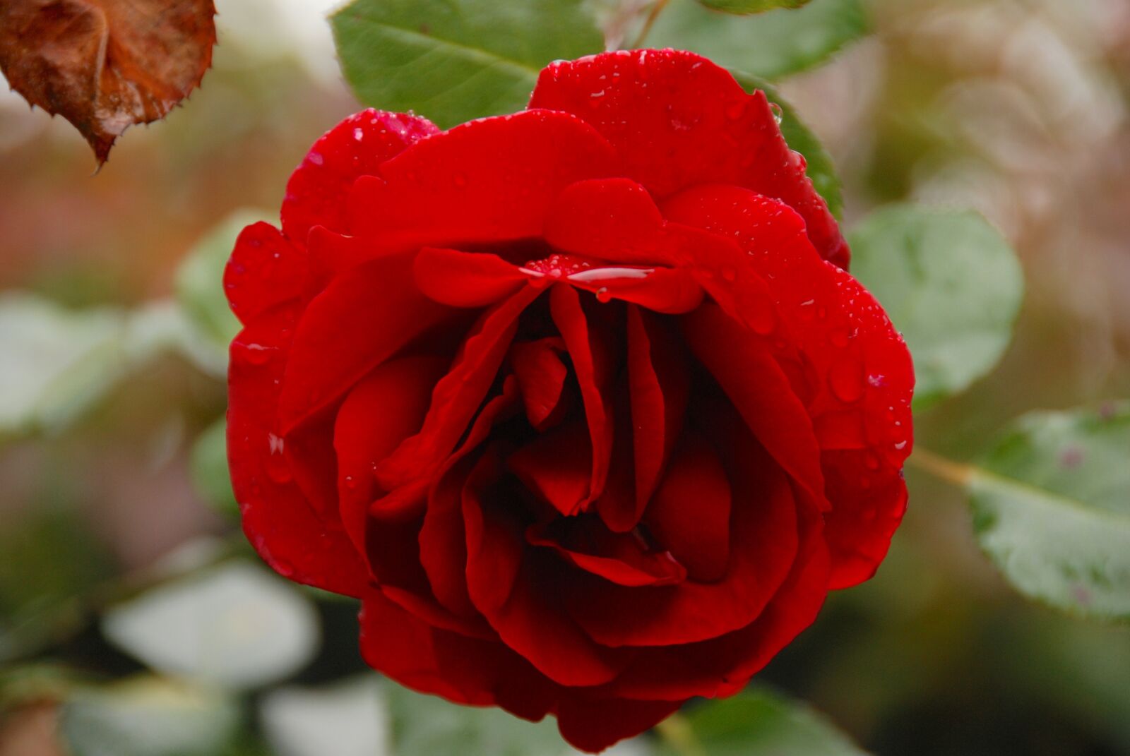 Nikon D80 sample photo. Rose, garden, love photography
