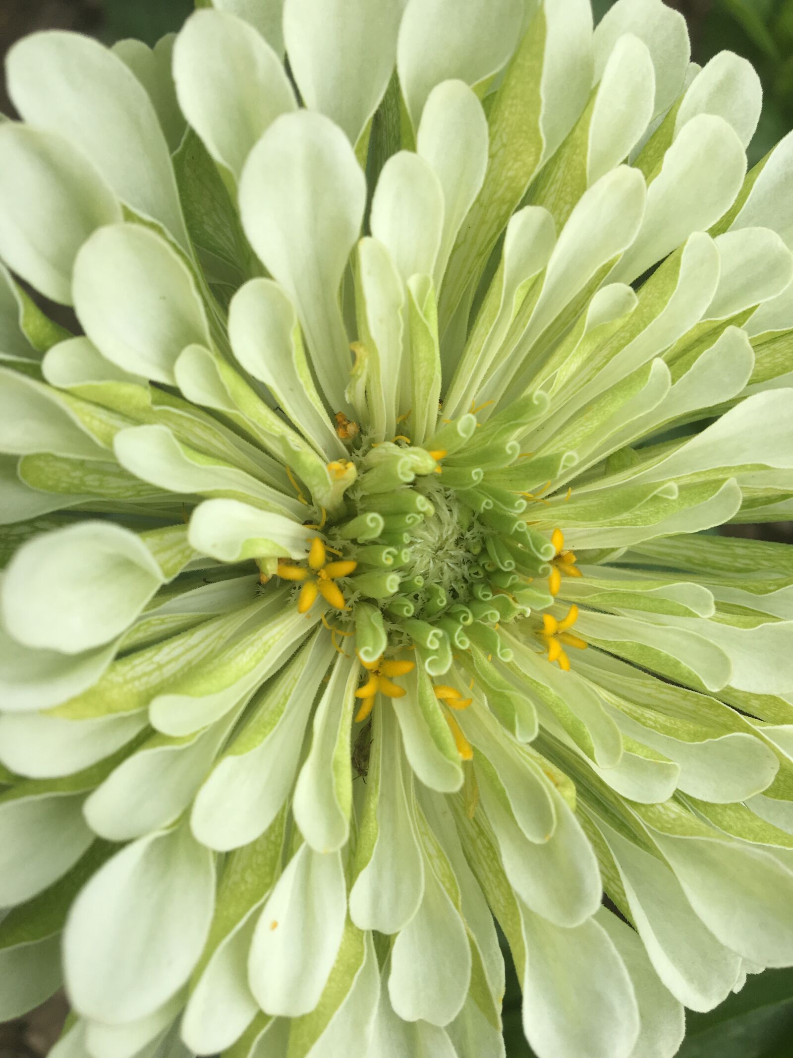 Apple iPhone 6s sample photo. Dahlia, flower, green photography