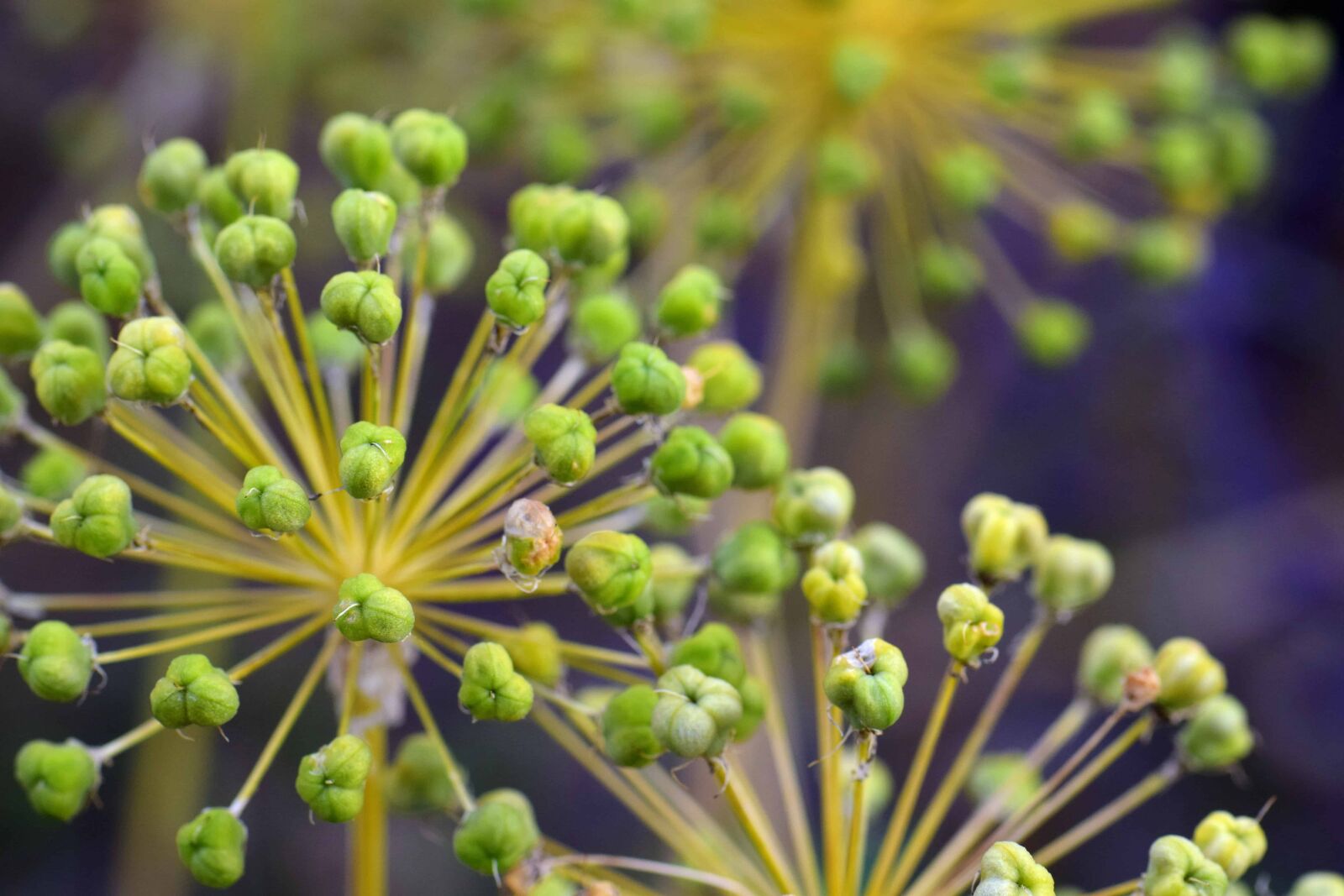 Nikon D3300 sample photo. Flora, garden, wildflower, nature photography