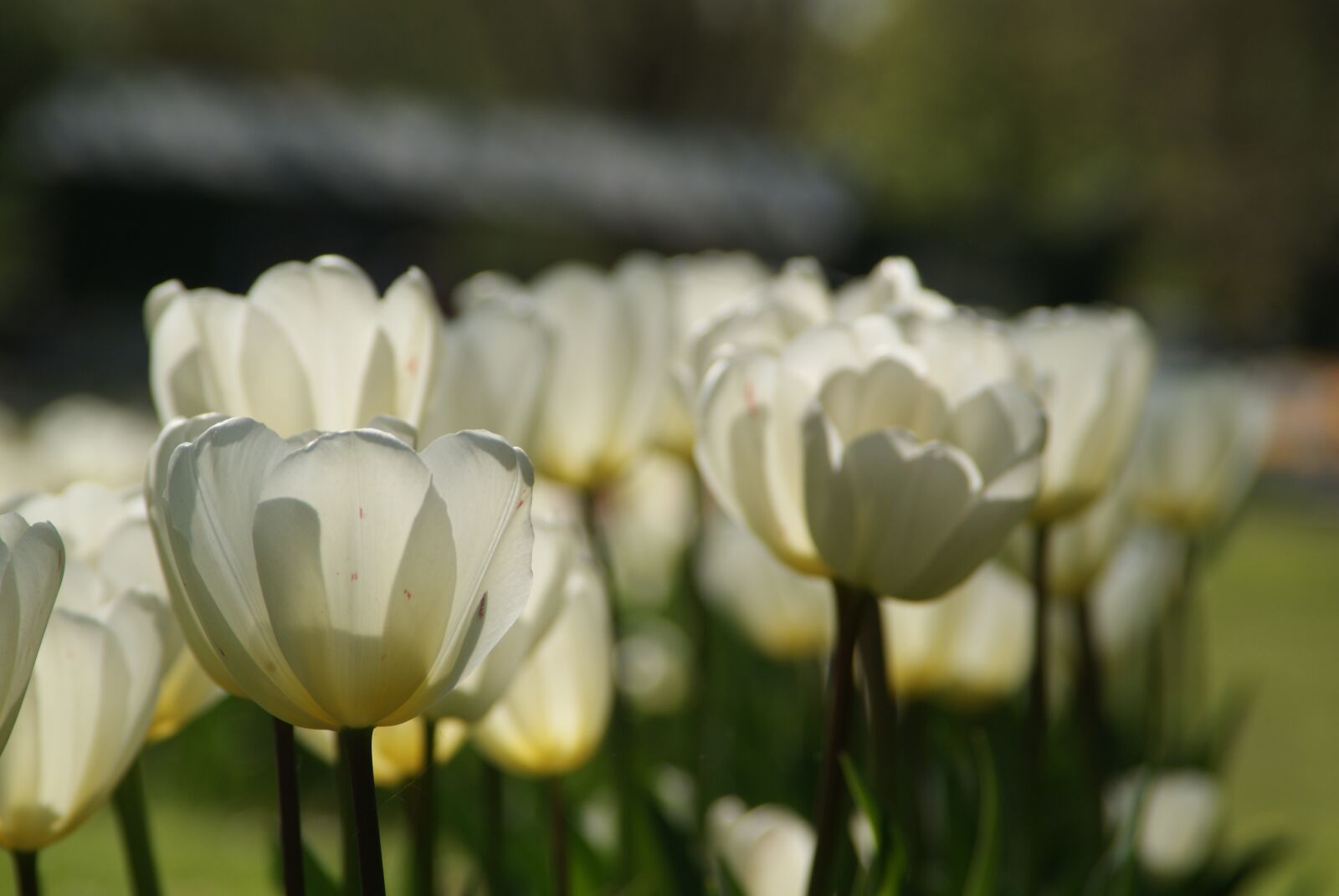 Sony Alpha DSLR-A200 sample photo. Tulips, spring, white photography