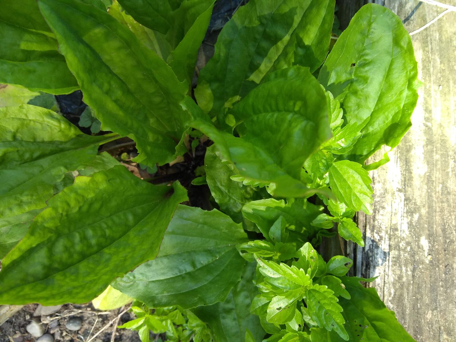 Motorola Moto G (5S) Plus sample photo. Plantain, clearweed, edible weeds photography