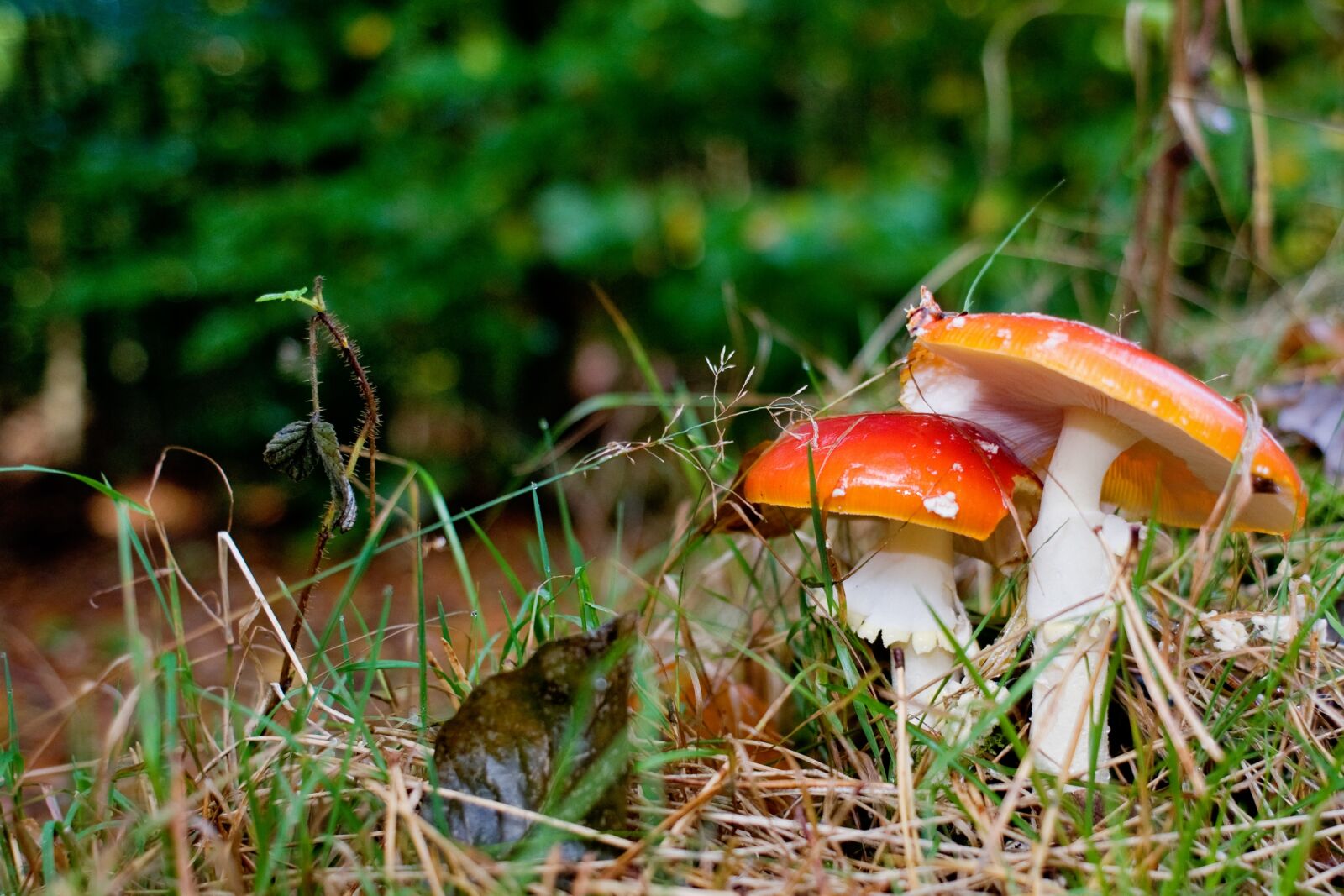 Nikon D90 sample photo. Mushrooms, forest, autumn photography