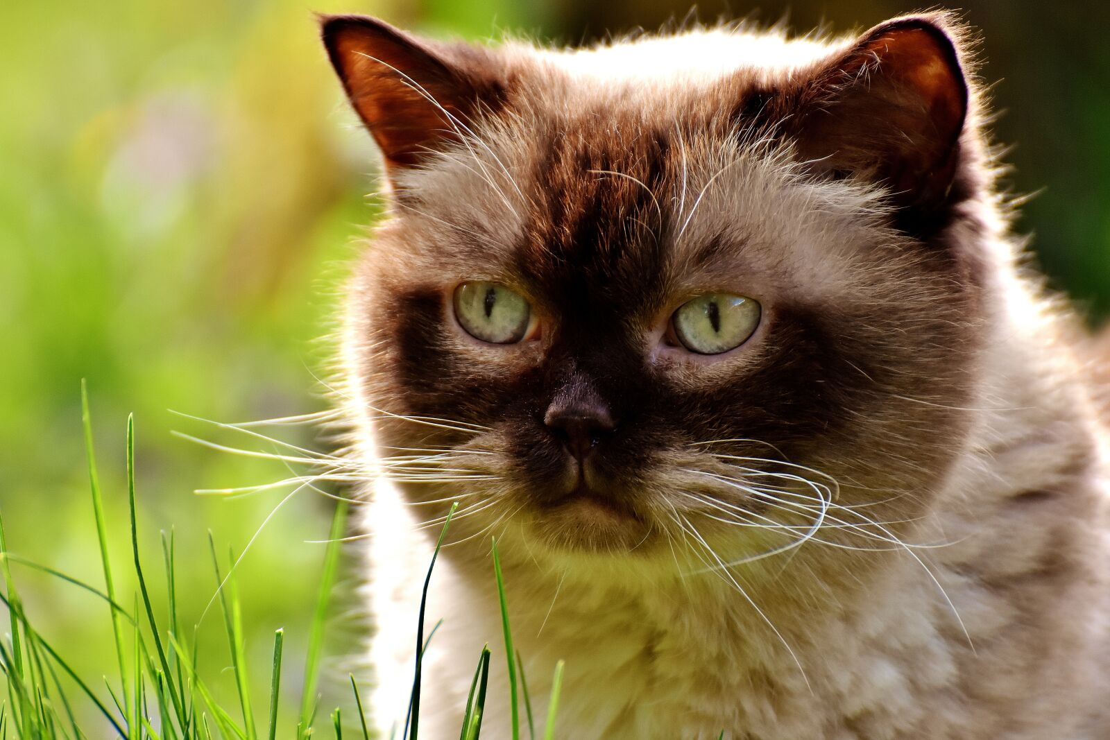 Nikon D7200 sample photo. British shorthair, cat, mieze photography