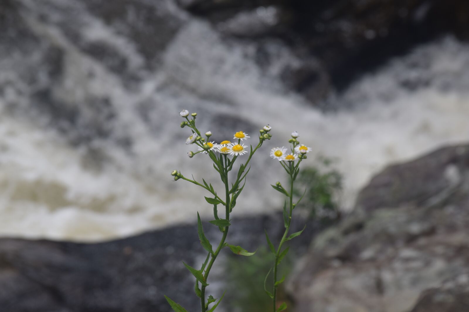 Nikon D3300 sample photo. Flower, yellow, nature photography