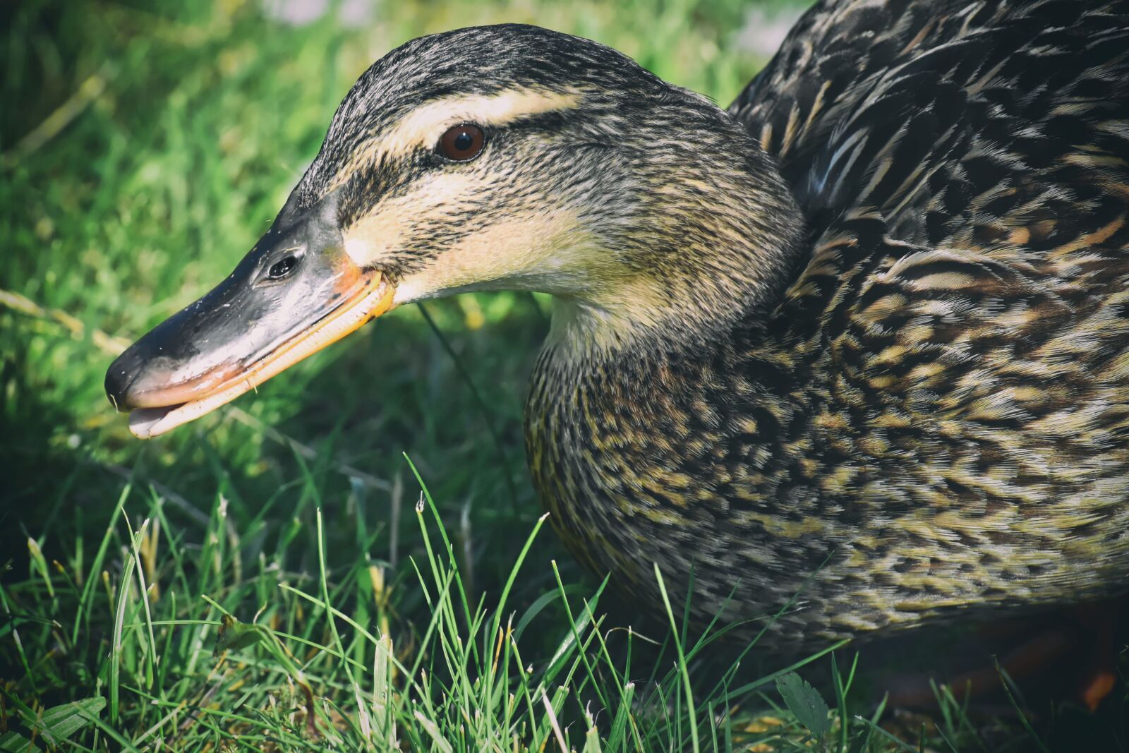 Nikon D7200 sample photo. Mallard, poultry, bird photography