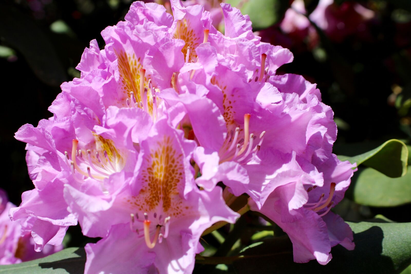 Canon EF 28-90mm f/4-5.6 sample photo. Rhododendron, blossom, bloom photography