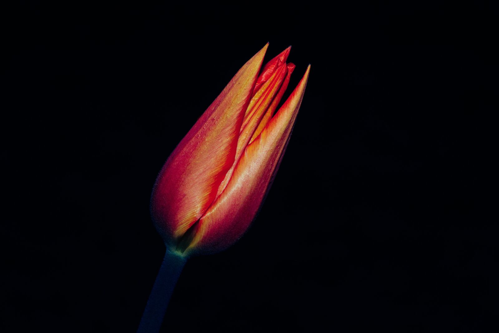Canon EOS R sample photo. Tulip, macro, flower photography