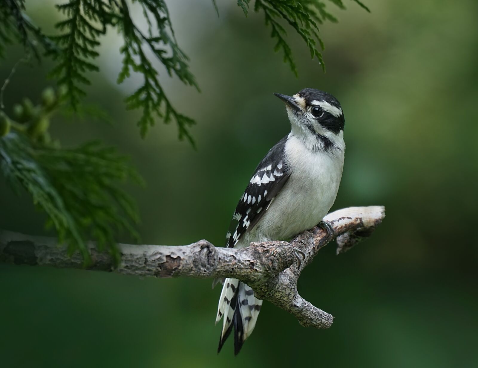 Sony a6300 sample photo. Downy woodpecker, birds, woods photography