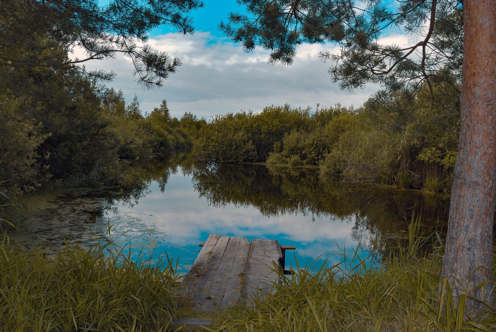 Nikon D60 sample photo. Pond, water, summer photography