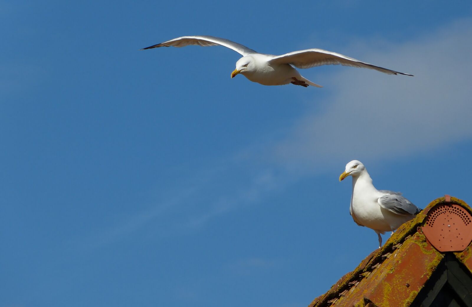 Panasonic Lumix DMC-FZ150 sample photo. Gulls, roof, birds photography
