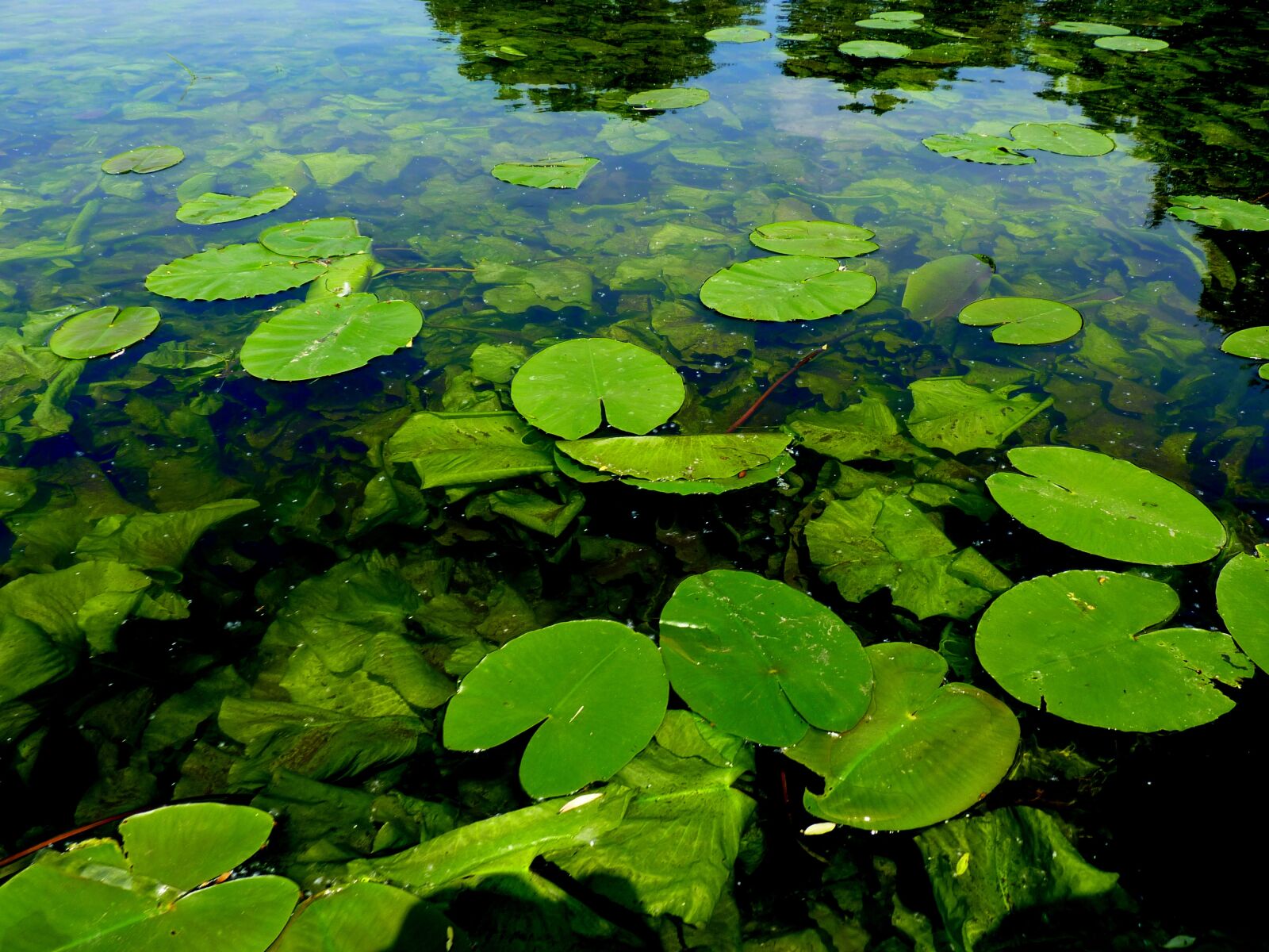 Panasonic Lumix DMC-FZ35 (Lumix DMC-FZ38) sample photo. Your marigolds, lake, nature photography