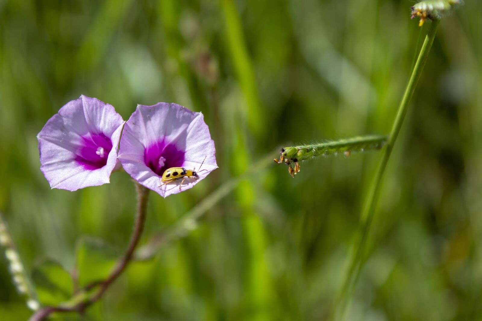Canon EOS 1200D (EOS Rebel T5 / EOS Kiss X70 / EOS Hi) sample photo. Bug, insect, macro photography