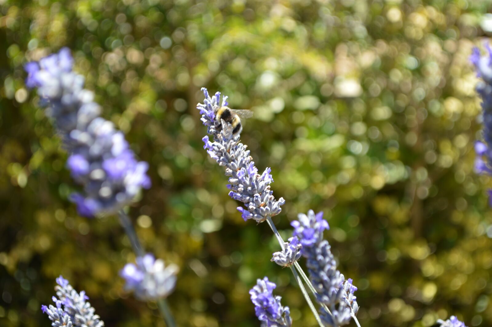 Nikon D3200 sample photo. Lavender, bee, garden photography