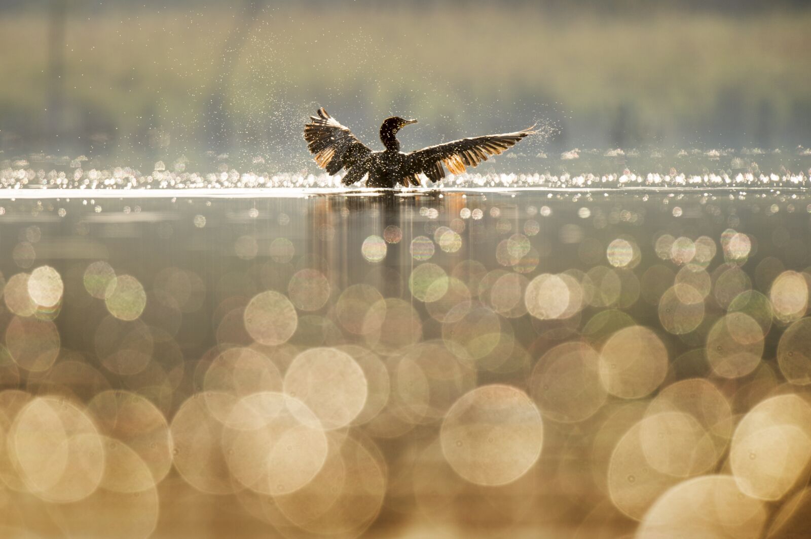 Nikon D4S sample photo. Bird, duck, wings photography