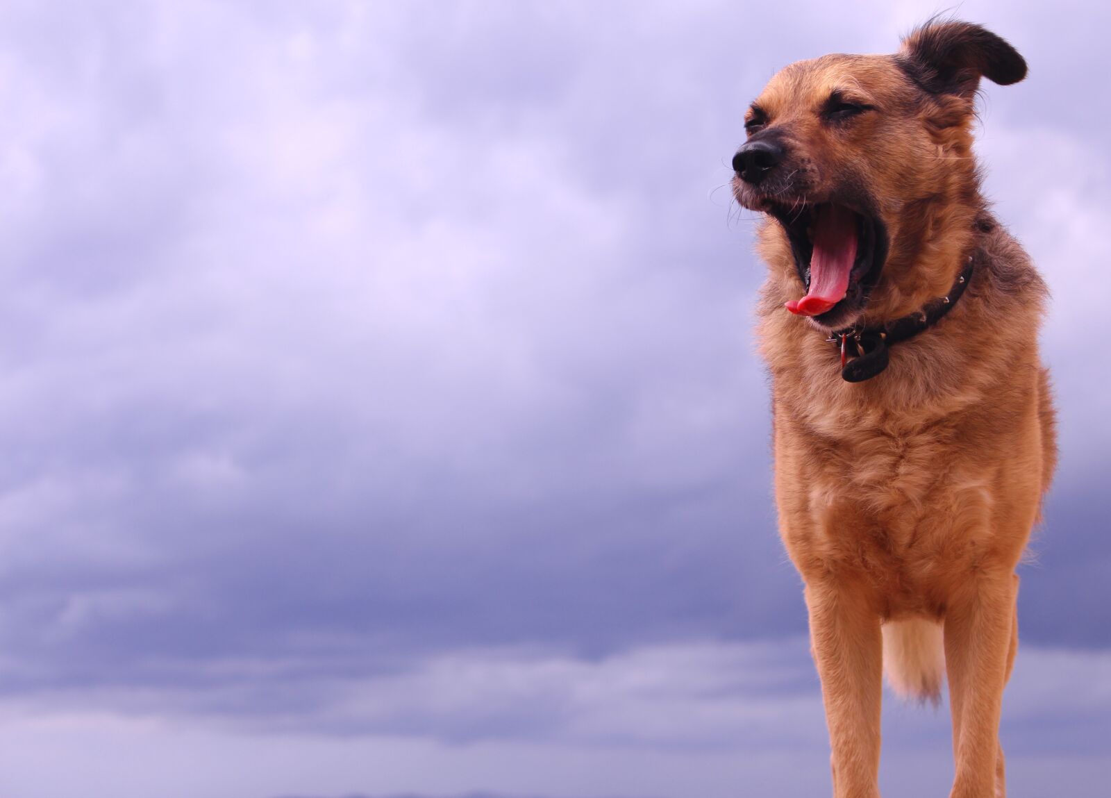 Canon EOS 700D (EOS Rebel T5i / EOS Kiss X7i) sample photo. Dog, mammal, portrait photography