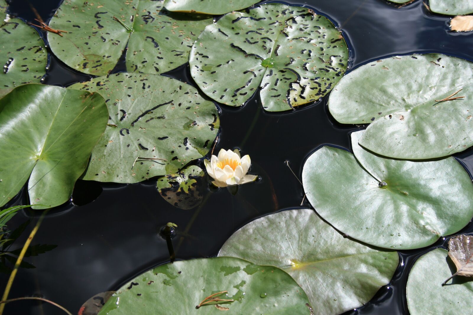 Canon EOS 400D (EOS Digital Rebel XTi / EOS Kiss Digital X) sample photo. Waterlily, pond, water photography