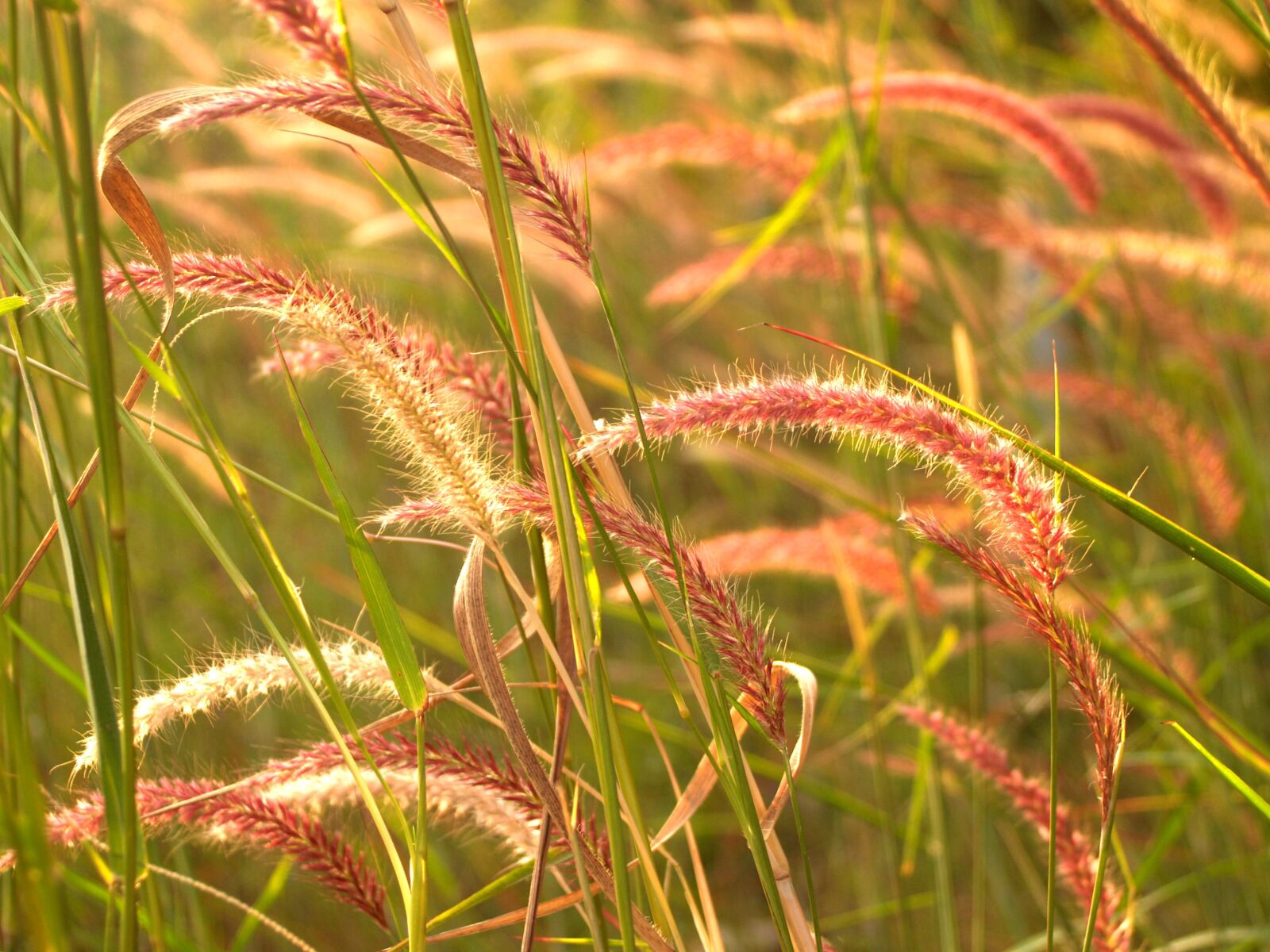 Olympus E-300 (EVOLT E-300) sample photo. Background, beam, beautiful photography