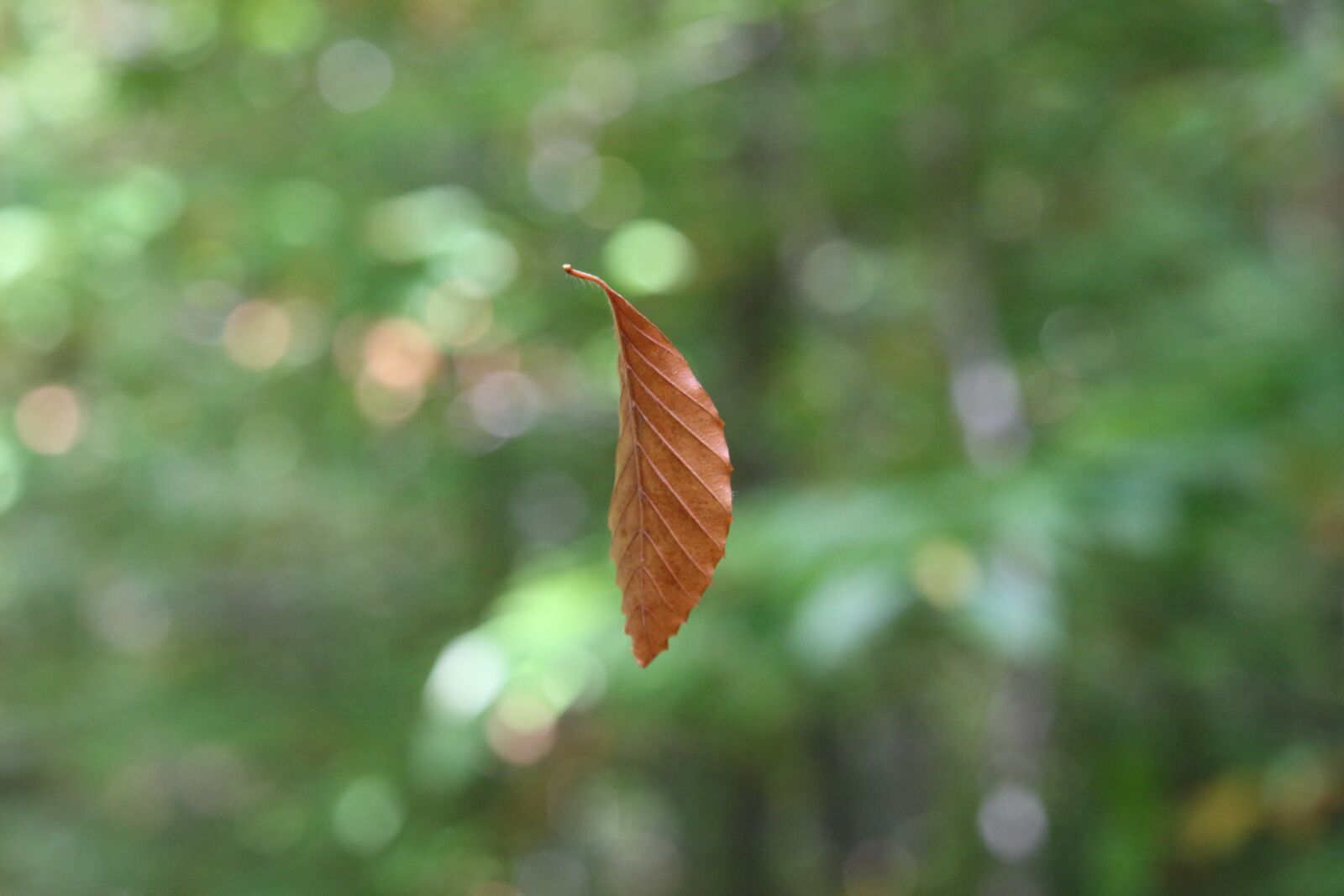 Canon EOS 100D (EOS Rebel SL1 / EOS Kiss X7) + Canon EF-S 55-250mm F4-5.6 IS STM sample photo. Suspended leaf, nature, leaf photography