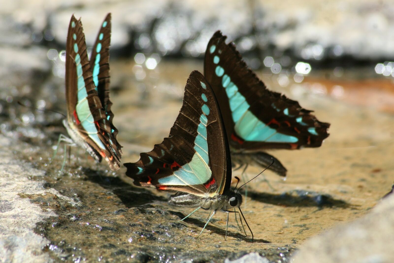 Canon EOS 30D sample photo. Butterfly, australia, insects photography