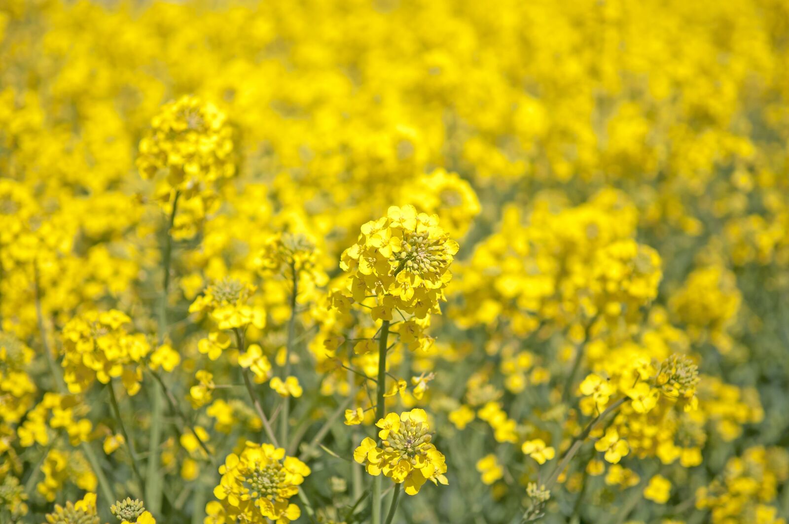 Nikon D300 sample photo. Canola, summer, field photography