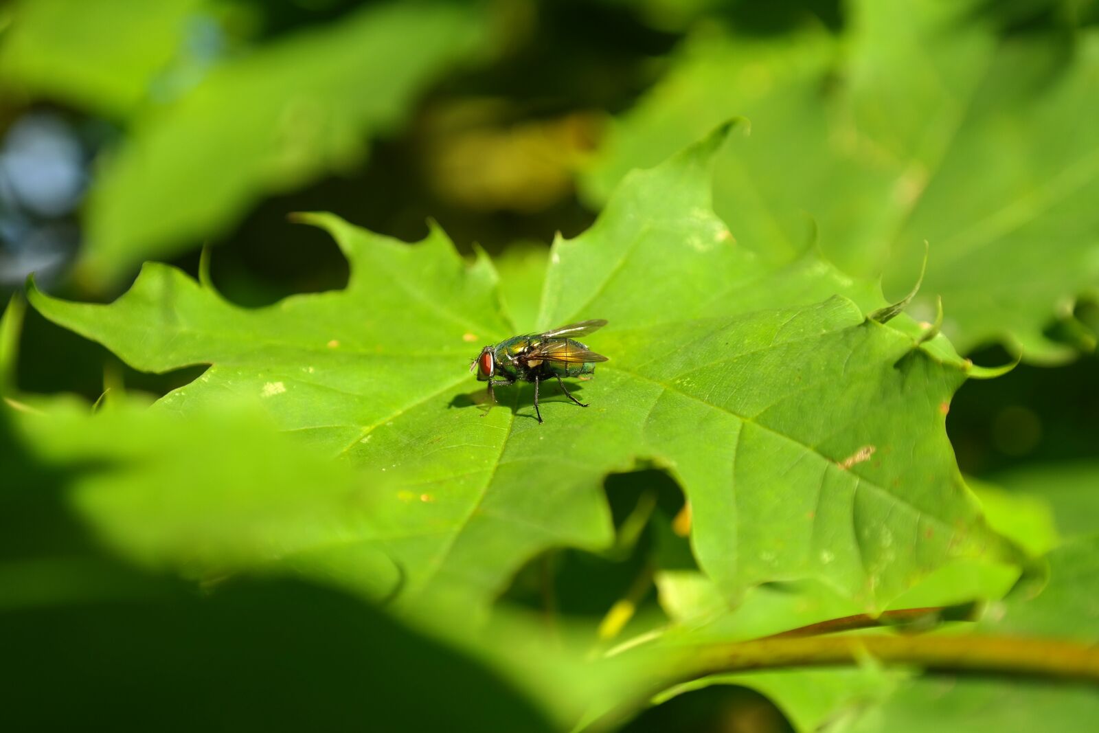 Samsung NX300 sample photo. Goldfliege, fly, insect photography