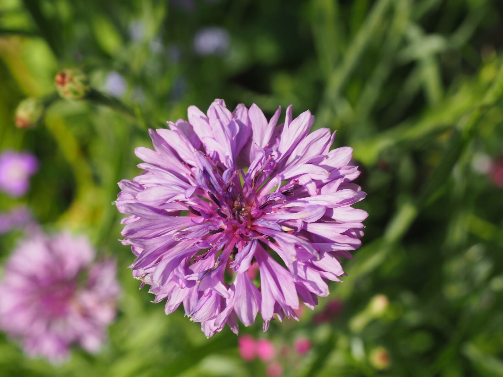 Olympus OM-D E-M10 sample photo. Flower, nature, violet photography
