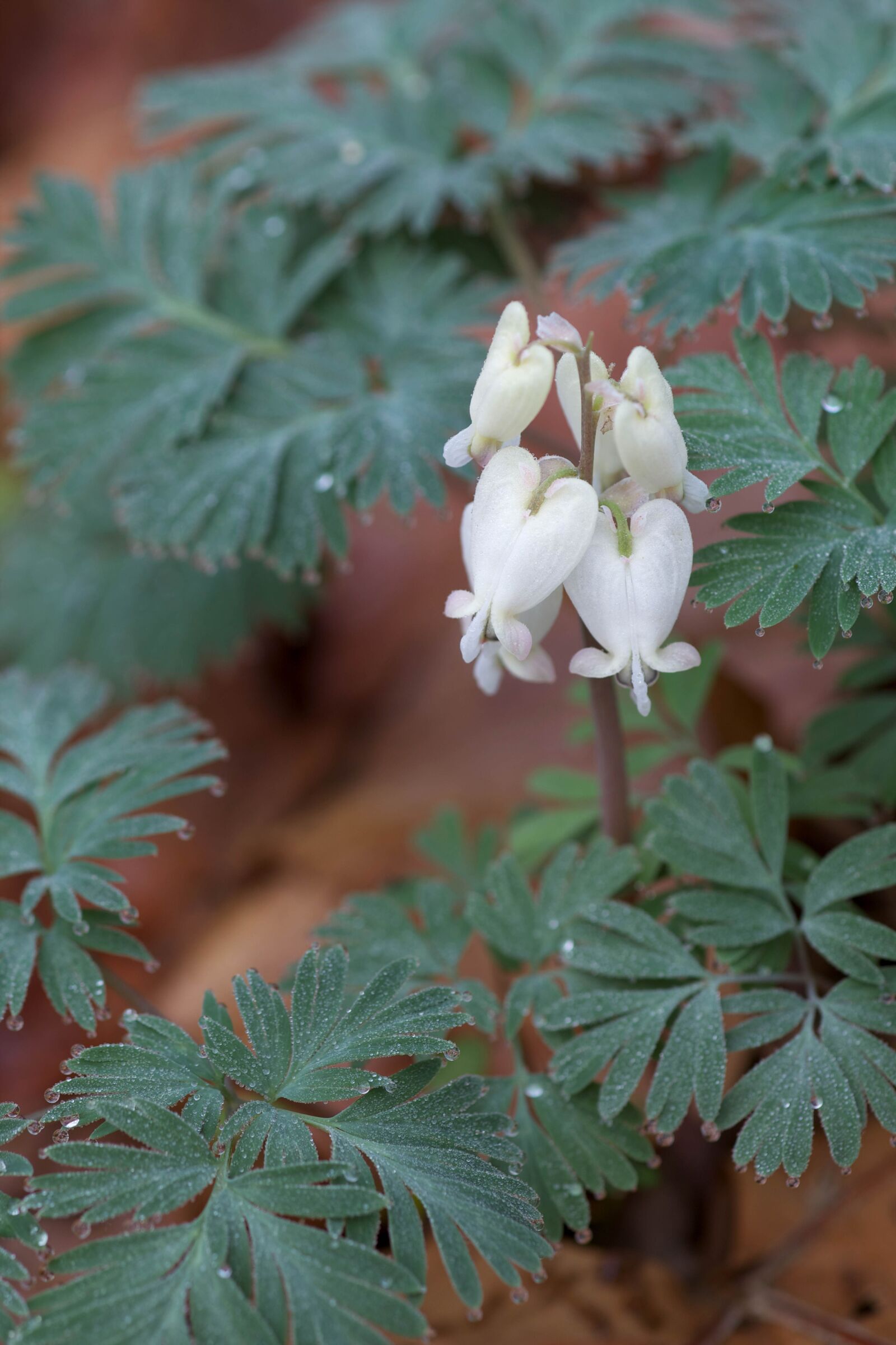 Canon EOS 5D Mark II sample photo. Squirrel, corn, plant, flowering photography