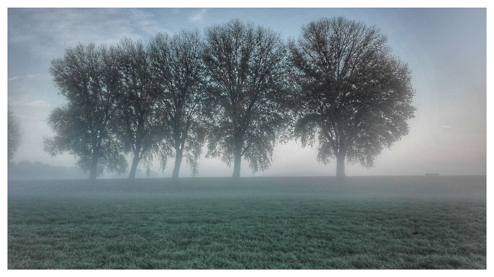 HUAWEI P8 Lite sample photo. Trees, fog, rhine photography