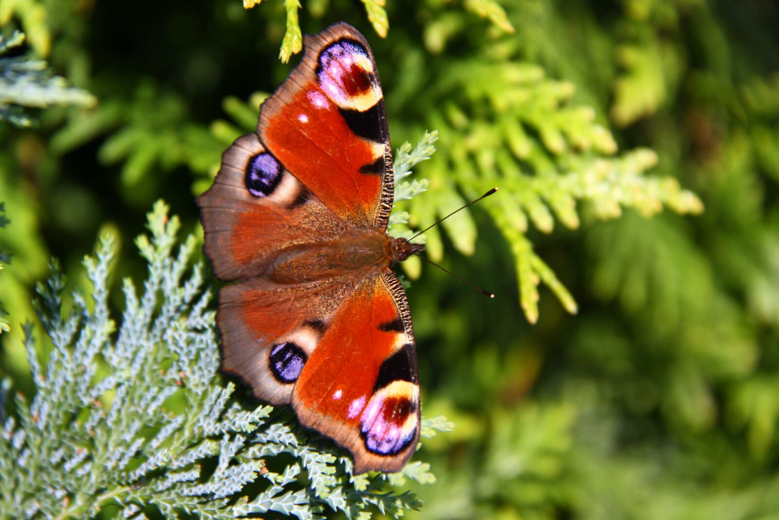 Canon EOS 50D sample photo. Peacock, butterfly, peacock butterfly photography