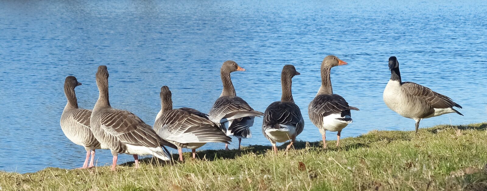 Panasonic Lumix DMC-FZ200 sample photo. Geese, gray goose, great photography