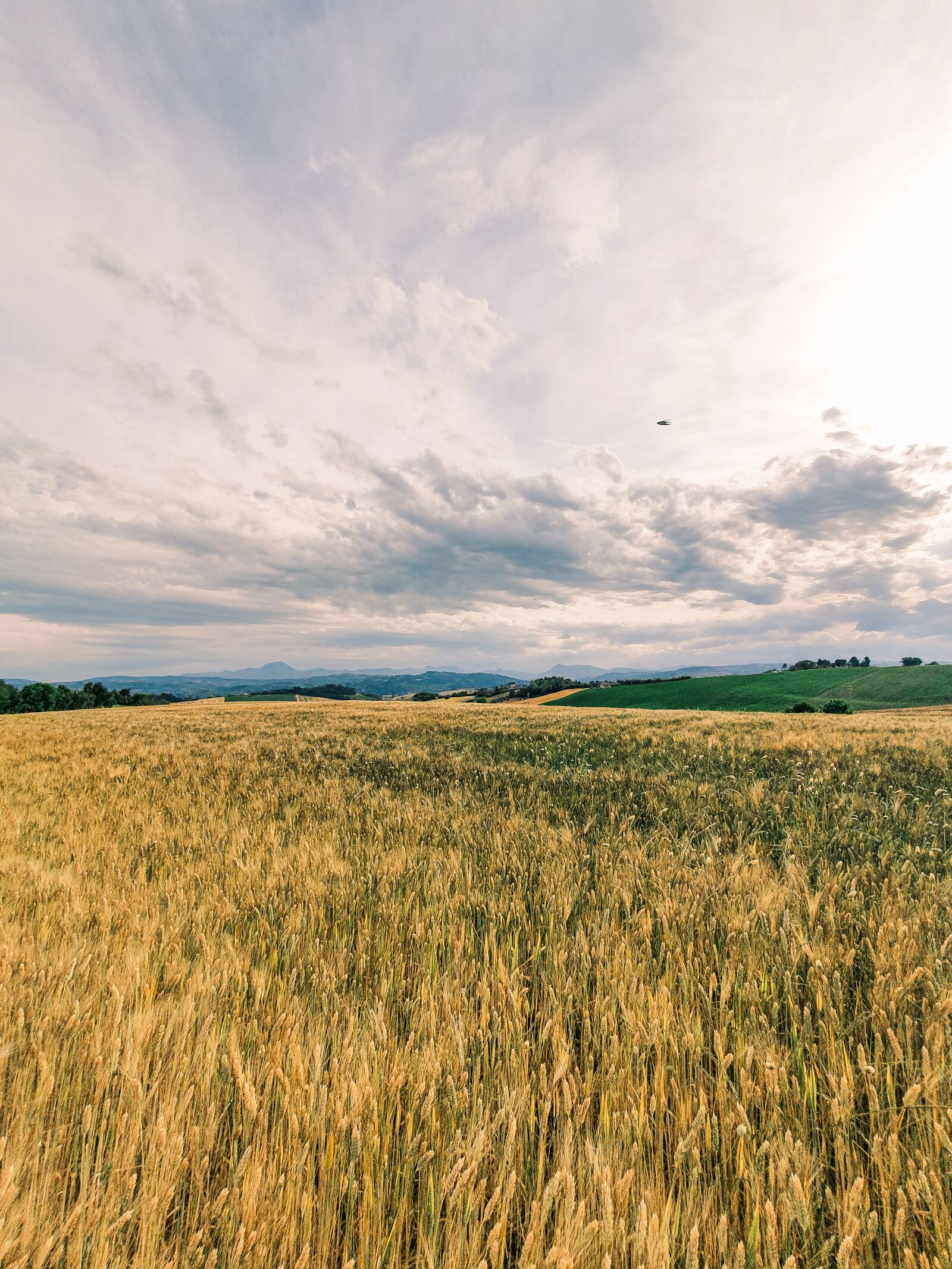 Samsung Galaxy S10e sample photo. Field, wheat, agriculture photography